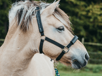 therapiepferd-anuk-2020